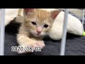 100日間毎日更新！子猫の成長を1本の動画にまとめてみた！【涙腺崩壊】 cute kitten growth record abandoned cat becomes a house cat