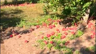 Beautiful Apple Farm Exploration in New Jersey