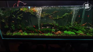 Stunning Underwater World: Explore the Beauty of a Plan Aquarium #797