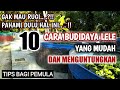 TIPS DAN CARA BUDIDAYA LELE YANG MUDAH DAN MENGUNTUNGKAN BAGI PEMULA