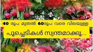 40മുതൽ 60 രൂപ വരെ വിലയുള്ള പൂച്ചെടികൾ സ്വന്തമാക്കൂ... #BloomTalesGarden#7356246641#