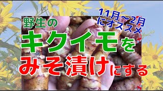 【#6】野生のキクイモをみそ漬けにする