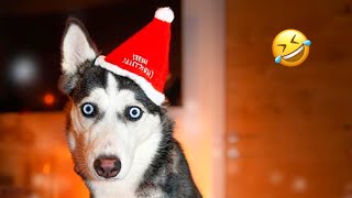 FUNNIEST Huskies | Normal dogs vs Huskies🤣 | 10 Minutes Best Videos | Part 28