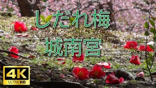 【４K】しだれ梅　城南宮　梅林を借景に苔の上に落ちたツバキの花も最高に美しい光景です。京都に数多くある梅園の中でも城南宮のしだれ梅を特に気に入っています。