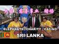 Elephants Charity Casino | 大象. 慈善事业. 赌场 - 斯里兰卡 | ORHPANAGE | CASINO MARINA  | COLOMBO | SRI LANKA