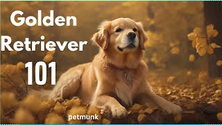 Golden Retriever 101 A Quick Guide to Your Furry Friend