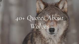 40+ Wolf Quotes and Sayings | Inspirational Quotes About Wolves