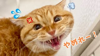 ぽちゃくんのお尻が汚れていたのでお風呂で洗おうとしたら...【猫の鳴き声】