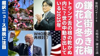 鎌倉街歩き梅の花と冬の花/トランプ舌の根の乾かぬ内に？/暴露TV124 革命はテレビに映らない