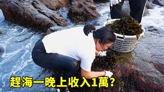 無人小島還帶赤菜氾濫，小漁淩晨趕海，一晚上收入1萬？ 【漁小仙】