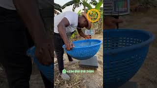 Stocking a Nursery Pond with Hybrid Catfish for Efficient Harvesting