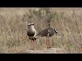 two beautiful crowned lapwing standing on a termite mound.