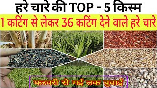 गर्मियों में बोए जाने वाले शानदार हरे चारे 🌿🌿 1 साल से लेकर 5 साल तक बंपर कटाई #agriculture # Napier