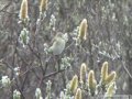 getting to grips with warblers 1 chiffchaff vs willow warbler