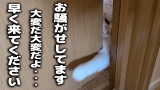 子猫が可愛くニャニャー騒いでるのでついて行くと...