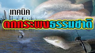 เทคนิคแนวทาง | ตกปลากะพง | หมายธรรมชาติ