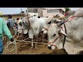 biggest sizes ongole bulls yemmiganur cattle market