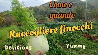 come raccogliere i finocchi