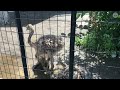 ダチョウのヒナの足の早さに仰天「スーパーモデルの子はスーパーランナー」旭山動物園【ostrich baby movie】