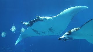 ジャイアントマンタ、優雅に　美ら海水族館が飼育成功