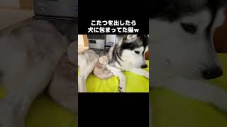 こたつを出したら秒で犬に包まれた猫がこちら...笑#shorts