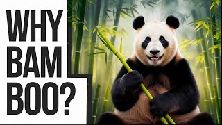 🐼 Why Do Pandas Eat Bamboo? The Truth Behind Their Carnivore Digestive System! 🎋