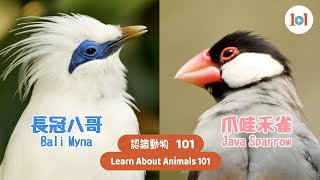 【認識動物101】長冠八哥與爪哇禾雀 【Learn About Animals 101】Bali Myna and Java Sparrow