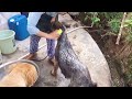 【流浪動物】流浪动物关爱救助 路邊撿到一只流浪德牧狗，面對好心人的暖心救助，它竟然哭了！