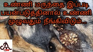 How to apply dog ticks medicine | tamil | jayam ideas | jayam pets | minpin puppy for sale