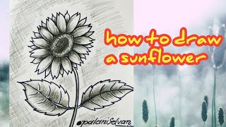 How to draw and pencil shade sunflower | beginners | சூரியகாந்தி பூ வரைவது எப்படி!...