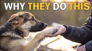 Why Do German Shepherds Put Their Paw on You? 🐾 It’s Not What You Think!