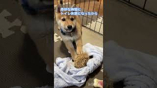 柴犬そら君　昨日シャンプーされたことを地味に愚痴る　#柴犬 #柴犬のいる暮らし