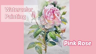 Pink Rose Watercolor | 핑크 장미 수채화