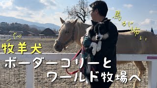 羊にビビる牧羊犬ボーダーコリーとワールド牧場へ