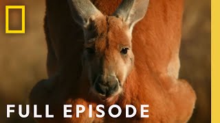 The Survival of the Kangaroo: Bushfire, Drought, and Heat Waves (Full Episode) | The Kangaroo King