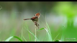 粉紅鸚嘴 2021.04.09 鳴唱