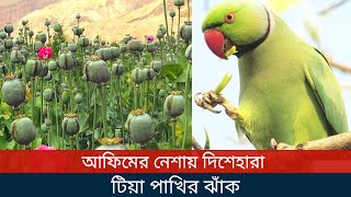 আফিমের নেশায় দিশেহারা টিয়া পাখির ঝাঁক || Tia bird is addicted to opium