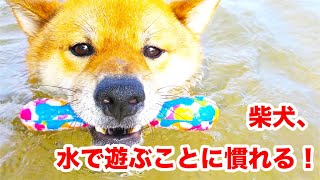 「柴犬、水で遊ぶことに慣れる」柴犬蔵之介のフリスビードッグトレーニング！shibainu