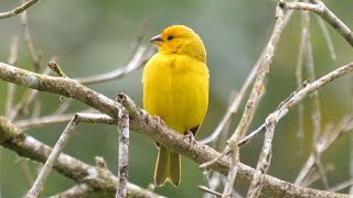 Discover The Vibrant Avian Wonders Of Ecuador: 40 Colorful Birds You Have To See!