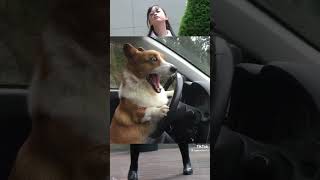 飼い主を引いてしまったイッヌ🐶www