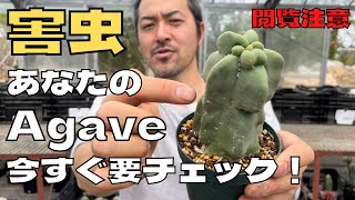 【閲覧注意】アガベ・サボテンの害虫対策をご解説します！これから時期です⚠️