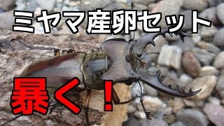 【クワガタ カブトムシ生活】 産卵セット 割り出し ミヤマクワガタ