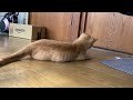 わんぱく子猫のひとり遊びに密着する動画