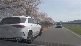 おの桜づつみ回廊ドライブ2024