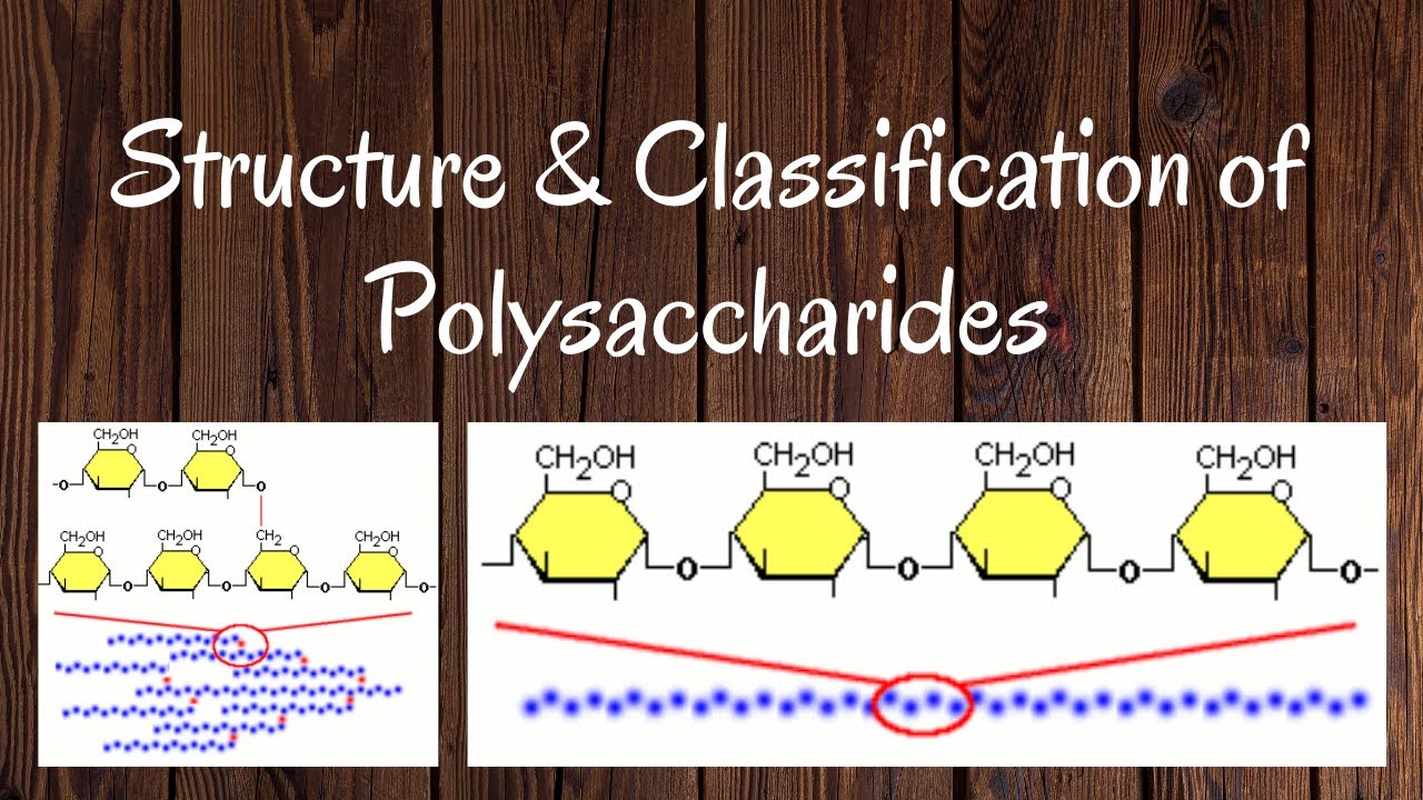 Structure & Classification Of Polysaccharides - YouTube