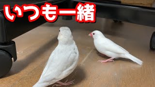 いつも一緒！って日はまだまだ遠い　Java sparrow