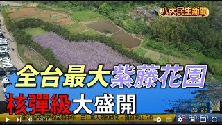 全台最大紫藤花園 核彈級大盛開 |【民生八方事】| 2022031704 @gtvnews27