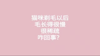 猫咪剃毛以后，毛长得很慢很稀疏，咋回事？