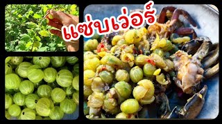 มะยมฝรั่ง จากธรรมชาติ ป่าไม้เมืองนอก ตำใส่ปูปลาร้า อร่อยสุดยอด 😍Gooseberry - Stikkelsbær