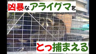 【アライグマ作戦 大成功！】凶暴な野生のアライグマ捕獲作戦からの大成功にハクビシンもビックリ！？（３匹目）